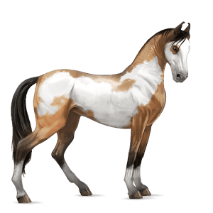 cheval de selle cheval islandais gris clair