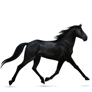 cheval de selle morgan noir