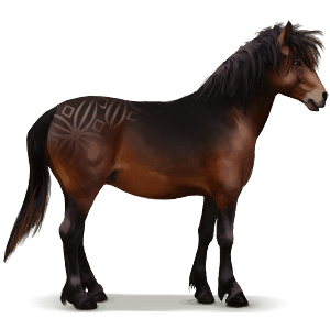 cheval sauvage dartmoor