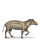 hyracotherium.png?1828806360