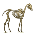 poney pégase squelette