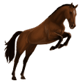 cheval de selle arabe gris clair