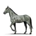 poney fames