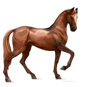cheval de selle akhal-téké alezan