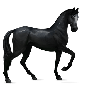 cheval de selle cheval canadien noir