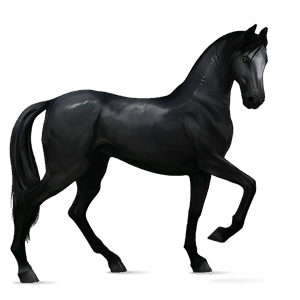 cheval de selle hanovrien noir