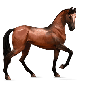 cheval de selle akhal-téké bai cerise