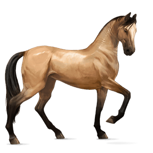 cheval de selle arabe gris clair