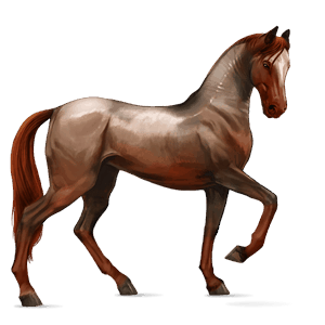 cheval de selle donskaya alezan
