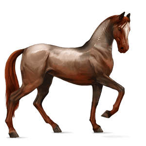 cheval de selle akhal-téké bai brûlé