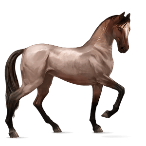 cheval de selle akhal-téké gris clair