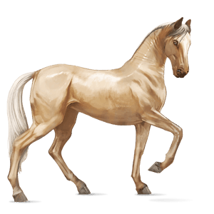 cheval de selle akhal-téké palomino