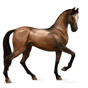 cheval de selle arabe bai