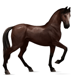 cheval de selle criollo argentin bai cerise