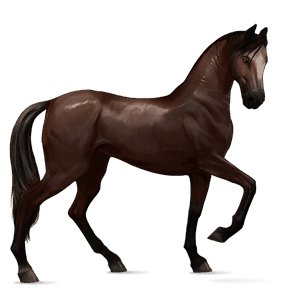 cheval de selle hanovrien alezan brûlé