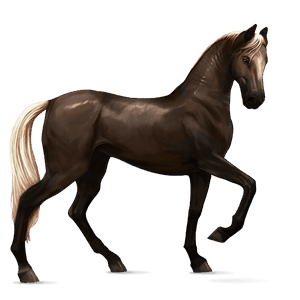 cheval de selle arabe alezan