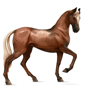 cheval de selle akhal-téké alezan crins lavés