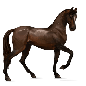 cheval de selle pure race espagnole alezan brûlé