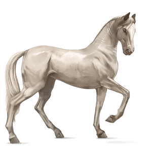 cheval de selle akhal-téké alezan brûlé