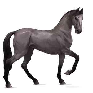 cheval de selle akhal-téké gris souris