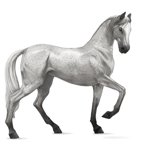 cheval de selle arabe gris truité