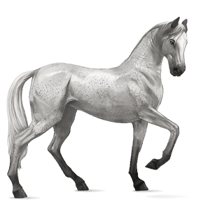 cheval de selle akhal-téké alezan brûlé
