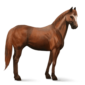 cheval de selle lusitanien isabelle