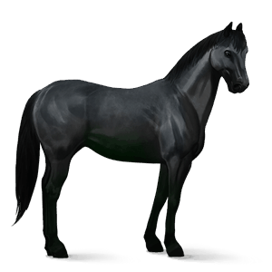 cheval de selle trakehner noir