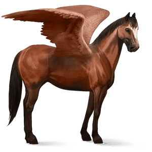 pégase de selle criollo argentin bai cerise