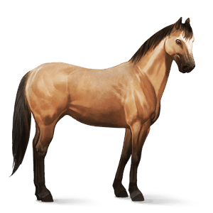 cheval de selle criollo argentin isabelle