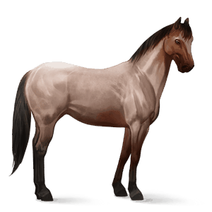 cheval de selle criollo argentin cremello