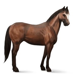 cheval de selle arabe gris truité