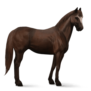 cheval de selle morgan alezan brûlé