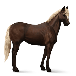 cheval de selle pur-sang anglais gris pommelé