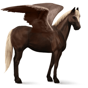 pégase de selle cheval islandais bai brûlé