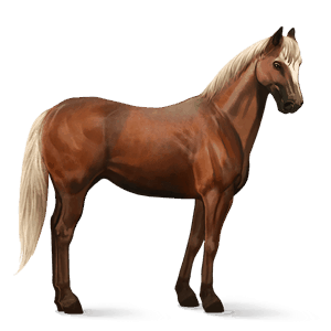 cheval de selle morgan alezan crins lavés