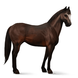 cheval de selle trotteur américain bai