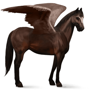 pégase de selle trakehner bai brûlé