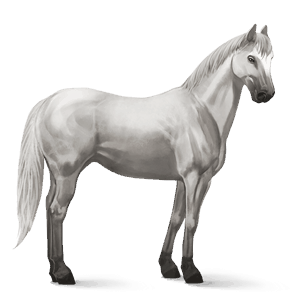 cheval de selle frison noir