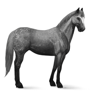 cheval de selle trakehner gris pommelé