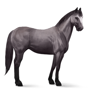 cheval de selle holstein bai