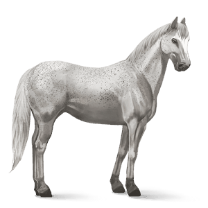 cheval de selle pur-sang anglais gris clair