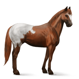 cheval de selle arabe rouan