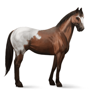 cheval de selle tennessee walker bai