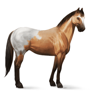 cheval de selle pur-sang anglais bai cerise