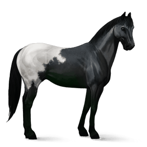 cheval de selle pur-sang anglais palomino