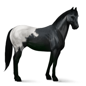 cheval de selle knabstrup blanket noir