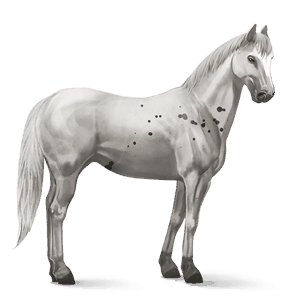 cheval de selle pur-sang anglais gris clair