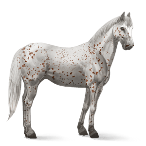 cheval de selle anglo-arabe gris clair