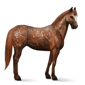 cheval de selle akhal-téké gris pommelé